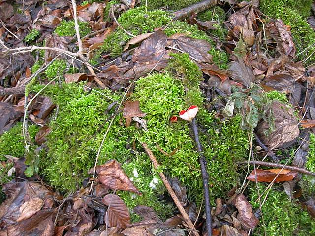 Le specie igrofile invernali